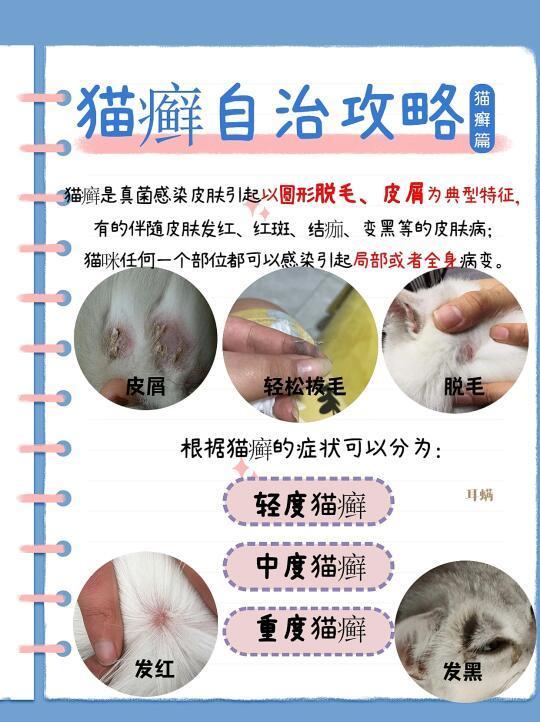 猫癣自治攻略｜请大数据推送给养猫的家长