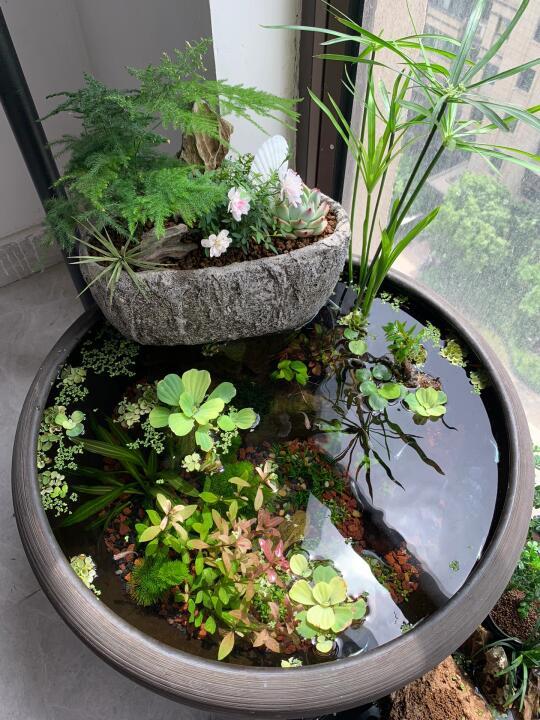古法生态缸清单🐟