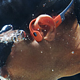 韶音 OpenSwim Pro 运动耳机、能游泳佩戴、本地音乐播放、蓝牙5.4
