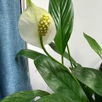 又一种室内可以摆放的绿植——白鹤芋盆栽