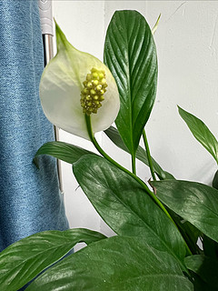 又一种室内可以摆放的绿植——白鹤芋盆栽