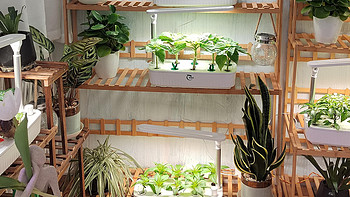养花种菜的创意，你只想到了阳台吗