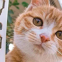 含瓜尔胶的猫罐头多吃有什么害处？猫主食罐挑选方法！