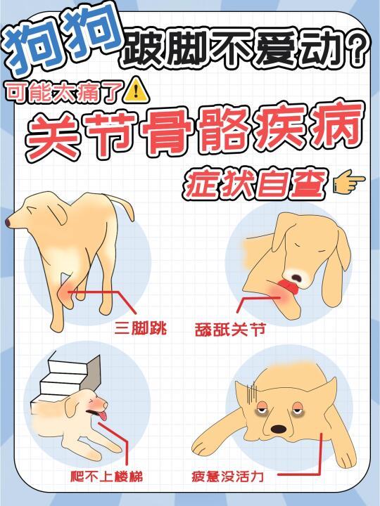 狗狗跛脚不爱动?可能是太痛❗关节骨骼症状