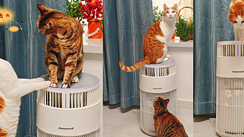 养猫家庭，怎能没有H-Cat猫猫搭子？必不可少的猫用空气净化器测评