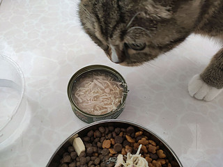 怎样才能让猫猫吃罐头