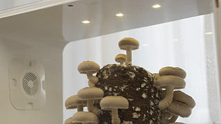 超级菇菇，现摘现吃，一天天看着长大的小蘑菇！
