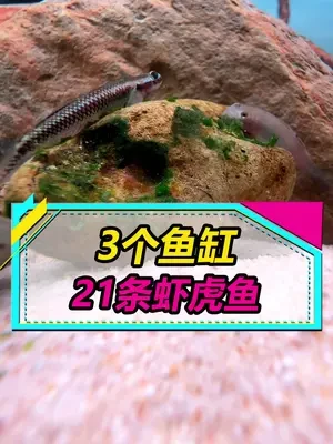 买了4种虾虎鱼，共21条，开3个缸饲养，1种爱藏进沙子里，2种喜欢吃藻，还有1种擅长用嘴吵架~#养鱼 #观赏鱼