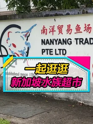 新加坡养鱼是真贵啊！看看你的鱼在新加坡卖多少钱？下期带鱼友们看看陆龟公园和仟湖鱼场~ #水族  #观赏鱼 