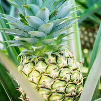 探寻菠萝的丰富品种，品味佳果