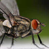 同样是昆虫，为啥苍蝇就比蚊子难拍？