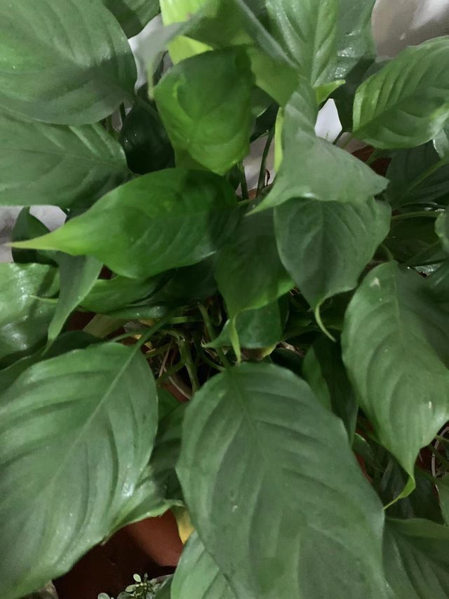 盆栽美化家居