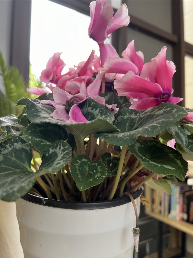 仙客来，你们听过这个名字的绿植吗，但它的别名应该有人听过，它叫兔子花