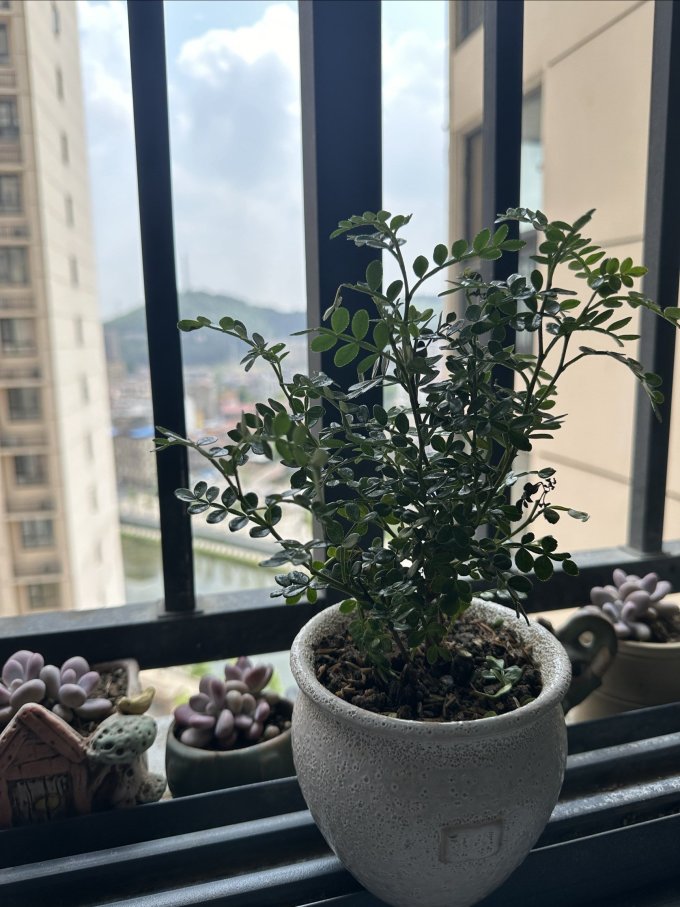 慢呼吸盆栽