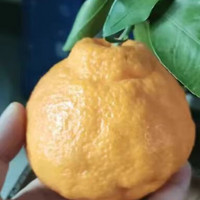 吃橘子好处多，养颜又美容
