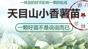 临安天目山小香薯已经开始种苗了，口感香甜软糯好吃