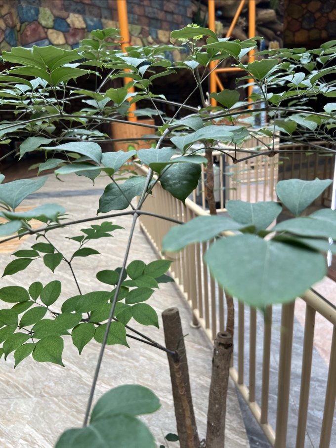 叹为观止鲜花绿植