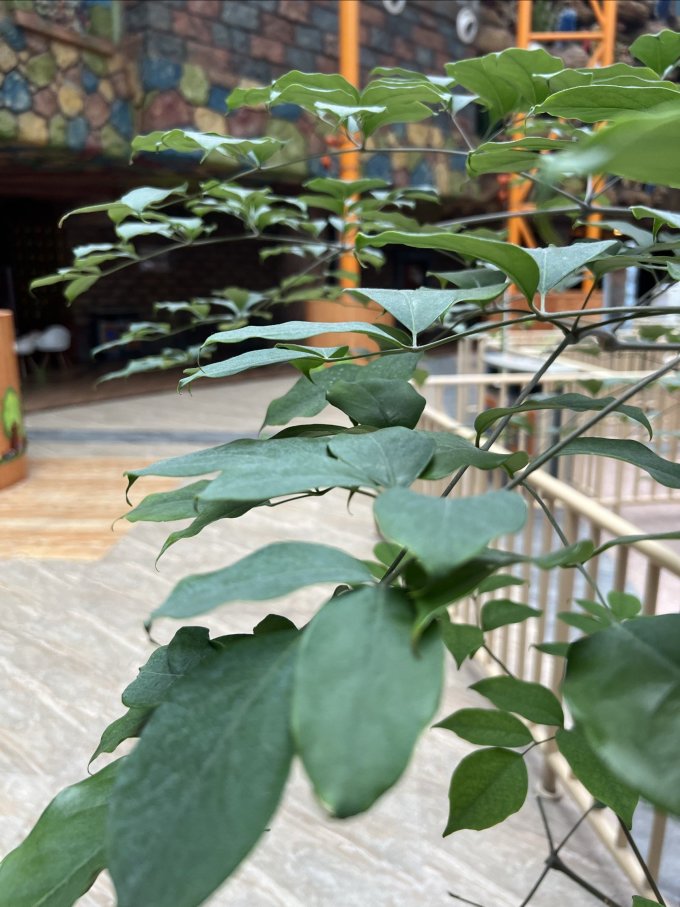 叹为观止鲜花绿植