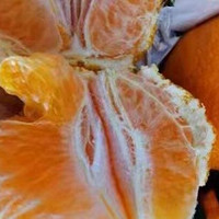 挑选橘子看色泽，金黄诱人更美味