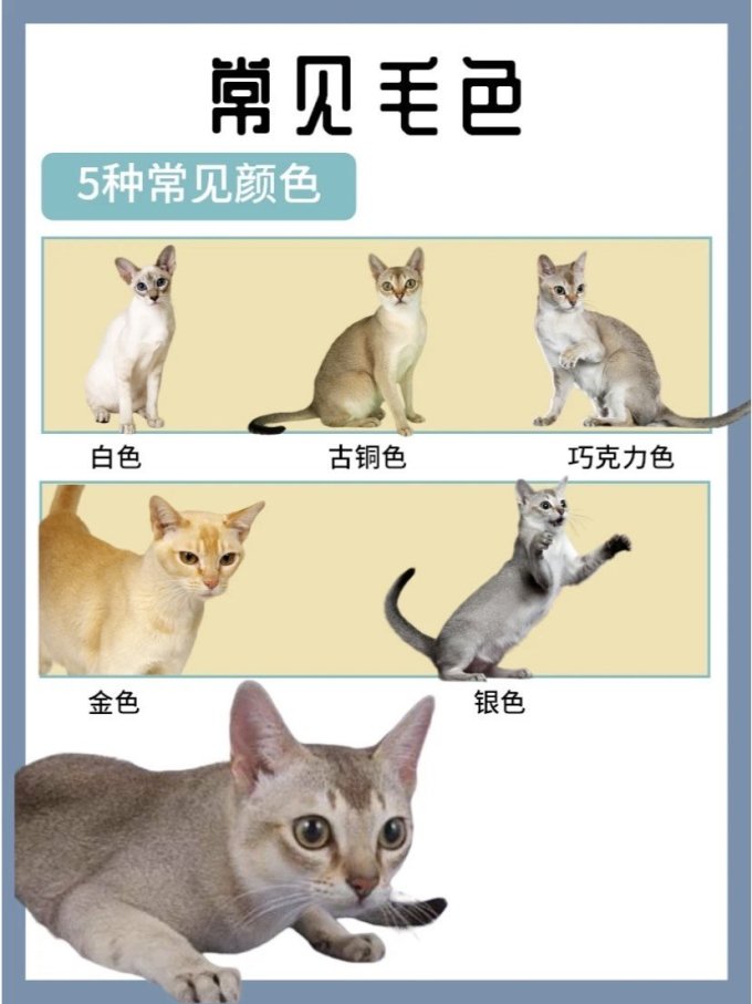 里兜猫咪