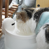 让猫咪爱喝水，出门再无后顾之忧！Hiigge无线宠物智能饮水机体验