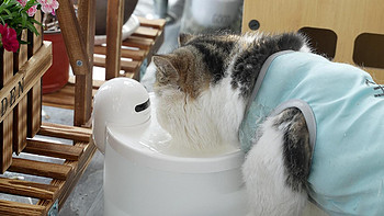 微客智品 篇三百七十九：让猫咪爱喝水，出门再无后顾之忧！Hiigge无线宠物智能饮水机体验