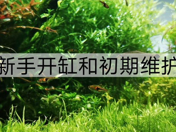 【经验分享】新手建立水草缸初期如何维护 关于控藻