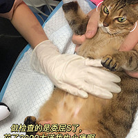 猫咪自发性膀胱炎尿闭💢我做了什么⁉️