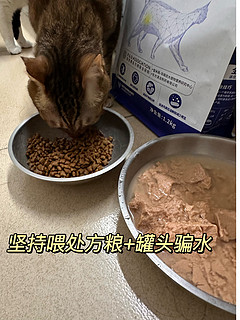 猫咪自发性膀胱炎尿闭💢我做了什么⁉️