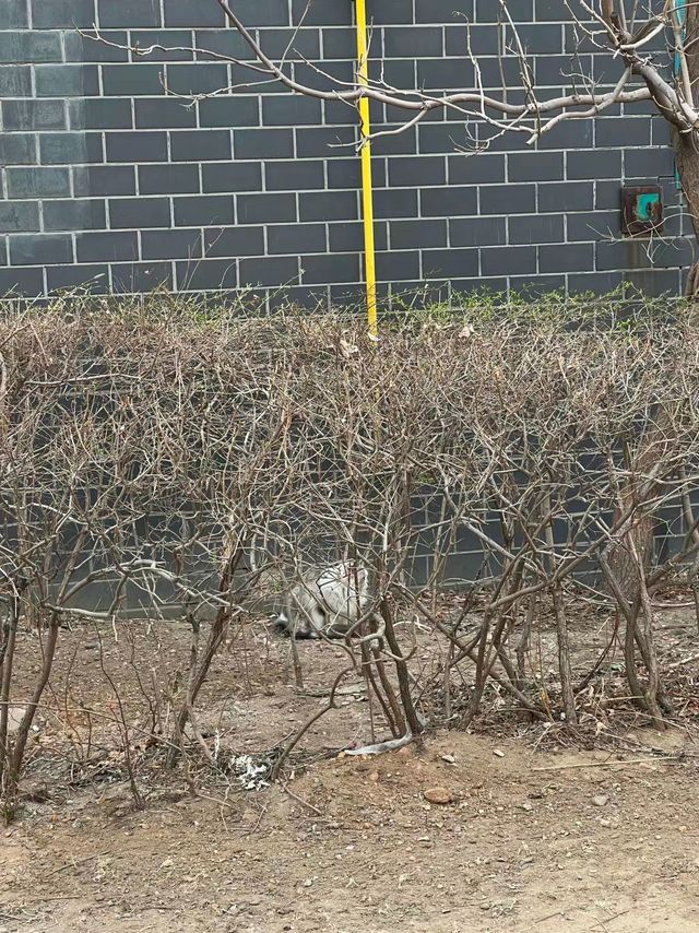 关爱可爱的流浪小生命