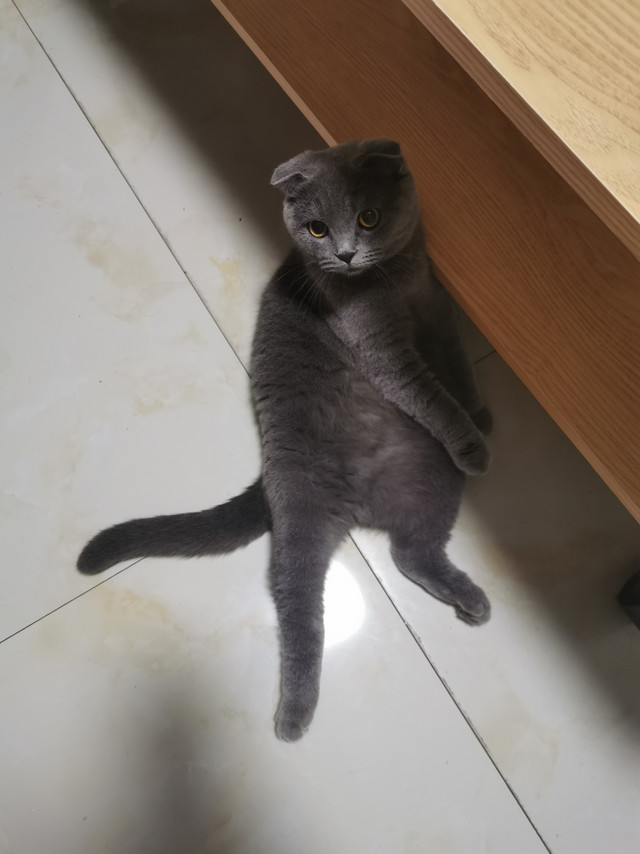 猫主子的快乐很简单