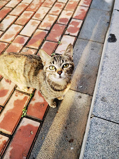 爱心食堂，流浪猫的福音在我们小区里，流浪猫是个让人心疼的问题