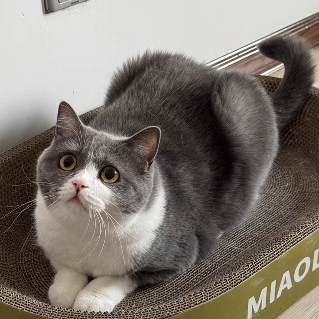有了新猫窝，小猫们相处的不融洽了