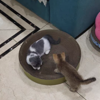 高密度的猫抓板，可睡可玩的设计