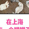 上海的 “猫猫天堂”🌟这里养了600只猫
