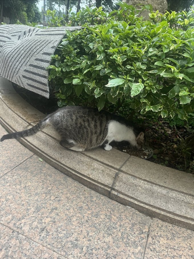 猫咪