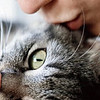 每月一次轻松撸猫，猫咪体内驱虫药分享。