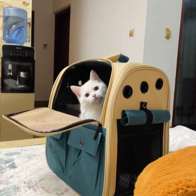 大空间，小猫藏着不暴躁