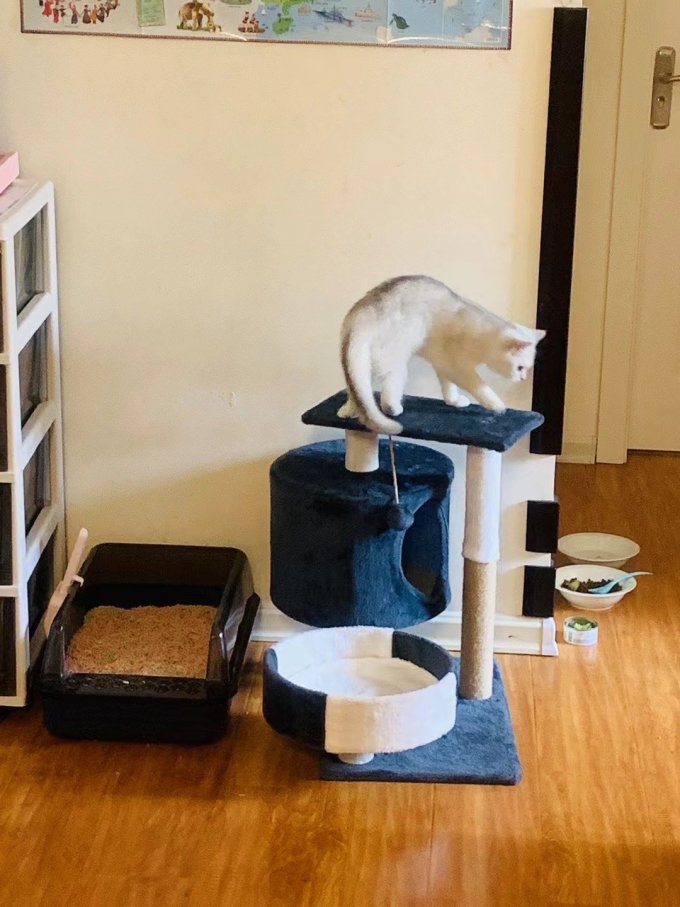 宠爱力猫爬架
