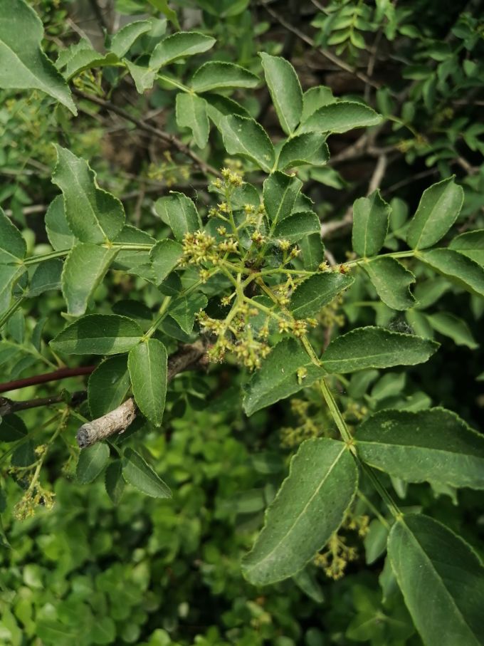 鲜花绿植