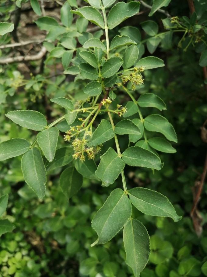 鲜花绿植