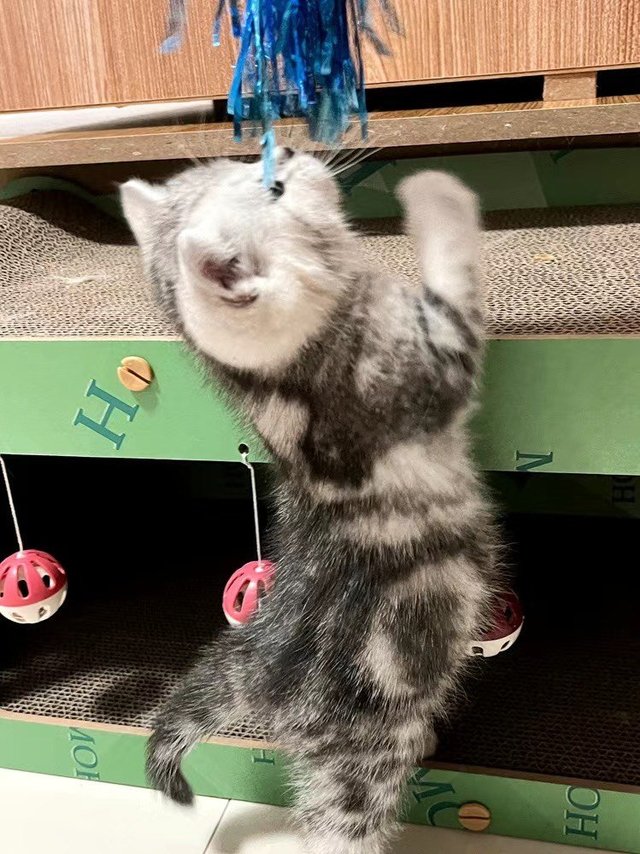 猫咪的𡋾墅，猫房子猫抓板板