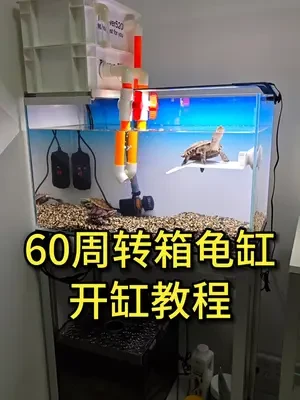 60周转箱龟缸开缸教程和器材清单，养三只龟很舒服 #开缸 #龟缸 #乌龟 #养龟日常