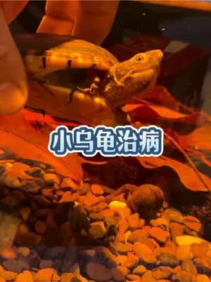 我以前只觉得放龙眼叶是为了好看，最多有点降酸功能，也不知道这次是不是歪打正着，反正明显好转了#龙眼叶 #乌龟腐皮 #龙眼叶养龟