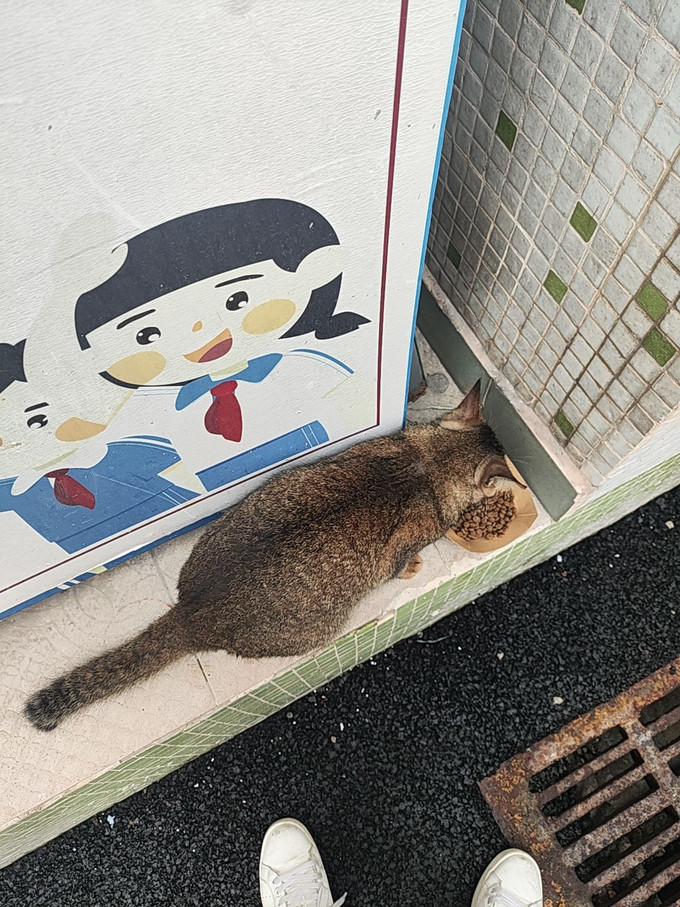 猫咪