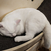 谁不爱粉粉肉垫的小猫！