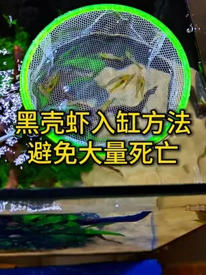 黑壳虾正确的入缸方法，过温过水，有效避免大量死亡