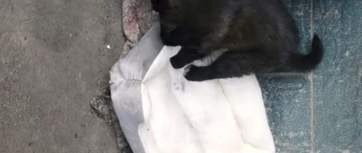 猫咪救助：给小猫咪一个温暖的窝