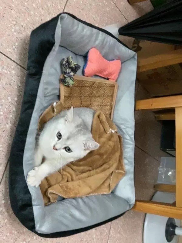 哄睡的猫舍