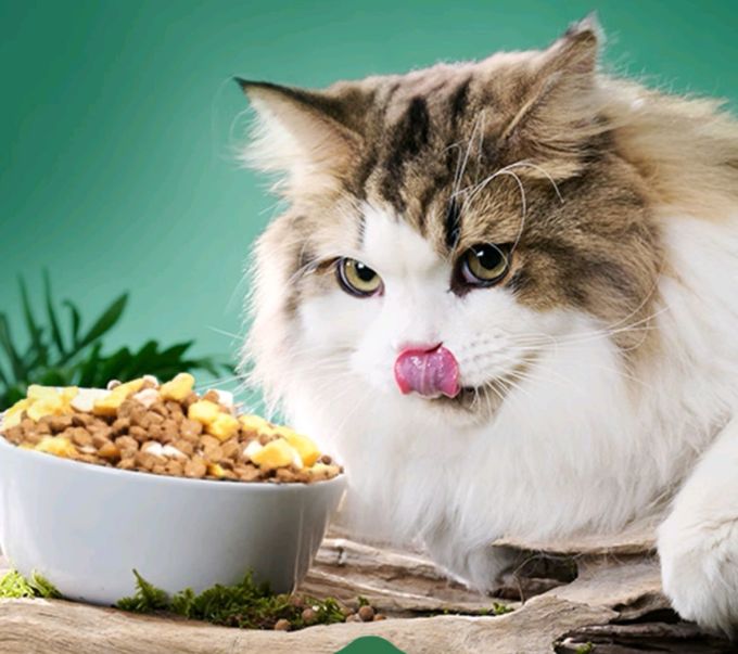 网易天成猫咪干粮